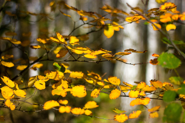 Hojas amarillas de otoño - Foto, imagen