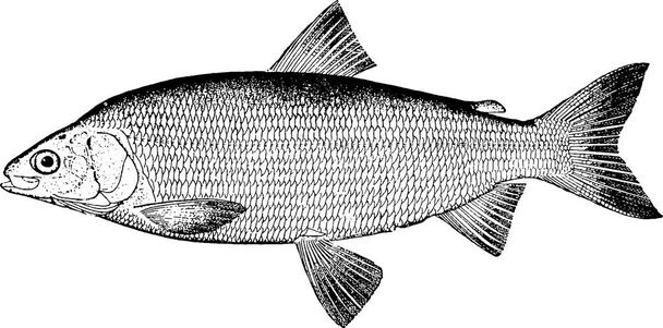 Винтажные изображения рыбы
 - Фото, изображение