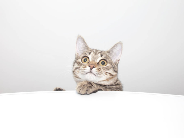 Visage de chat réfléchi. Portrait de chaton
 - Photo, image