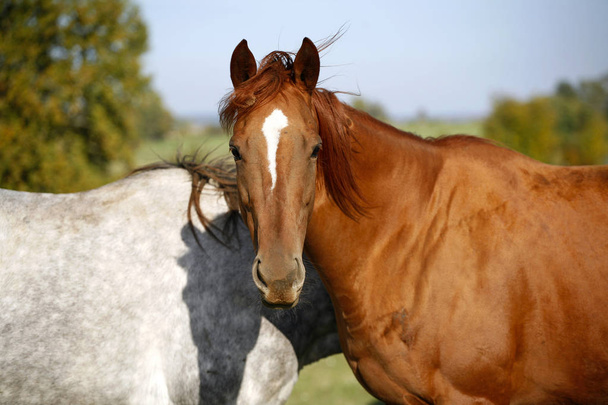 Két gyönyörű lovat játszik egymással a zöld mezőben  - Fotó, kép