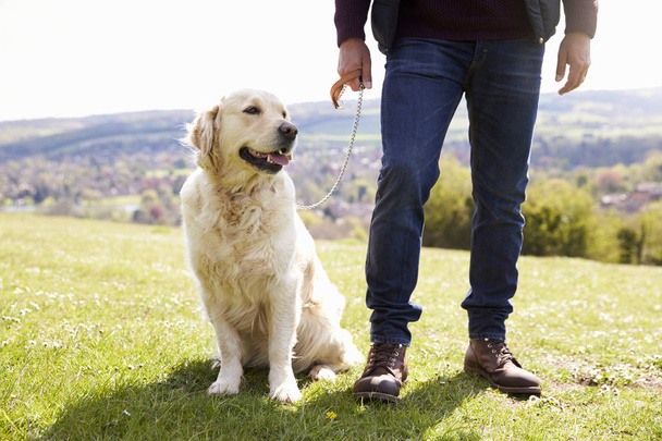 Golden Retriever On Walk In Countryside - Photo, Image