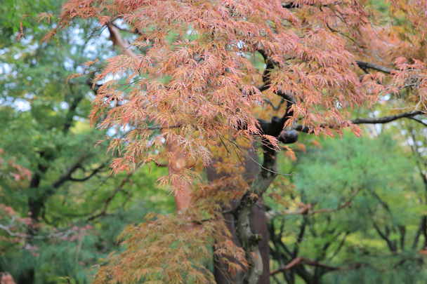 early fall season at garden of Tofukuji Temple - Photo, Image