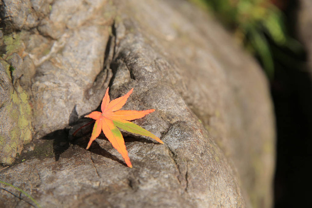 feuilles d'érable contre une surface rocheuse
. - Photo, image