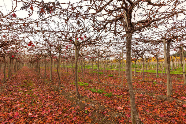 Vineyard in Elqui Valley - Photo, Image