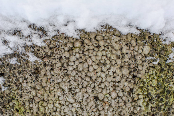 winter stone texture covered with snow, frame background in wintertime - 写真・画像