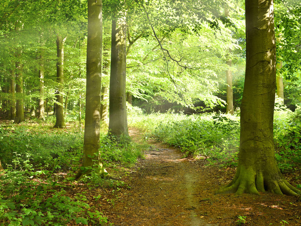 Ідилічний шлях крізь ліс
 - Фото, зображення