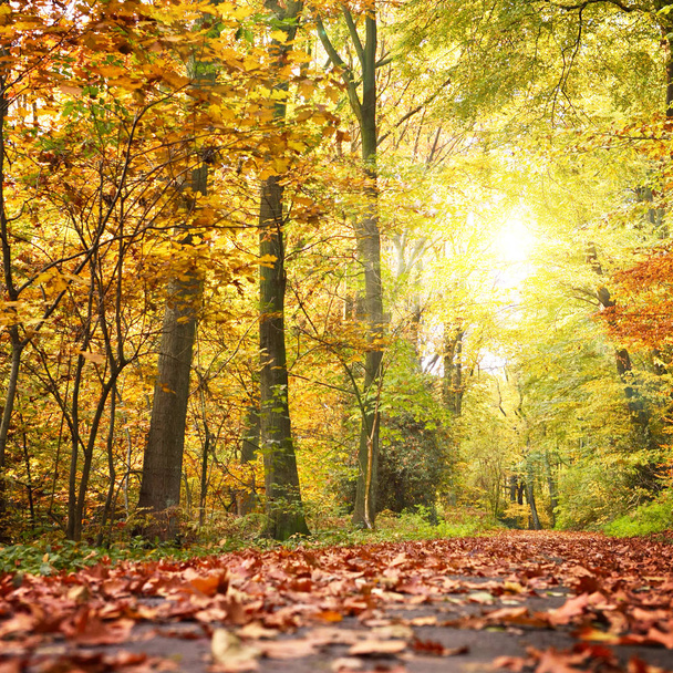 Scena idilliaca foresta in autunno
  - Foto, immagini