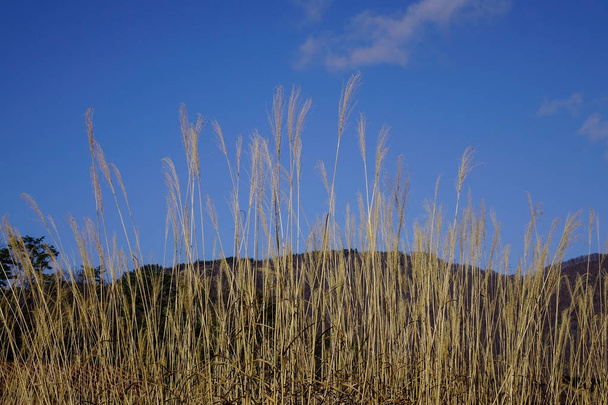 Hierba seca bajo el cielo azul en un día soleado en Japón
. - Foto, imagen