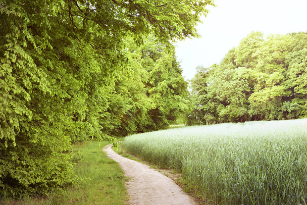 Idylické pěšina přes pole a Les - Fotografie, Obrázek