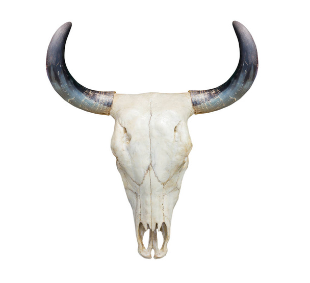 Cráneo de vaca cabeza en blanco
 - Foto, Imagen