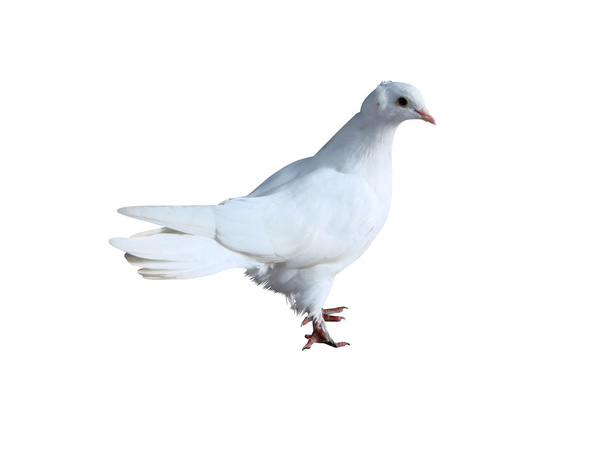 biały gołąb - Zdjęcie, obraz