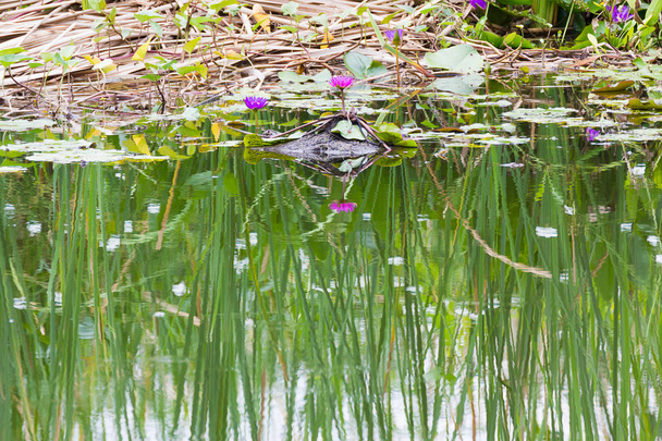 Villi lampi vesilililja kukkia
  - Valokuva, kuva
