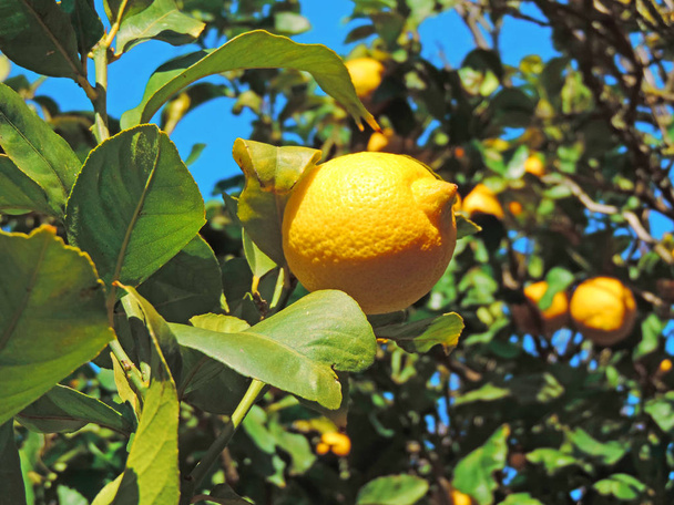 Limone con agrumi maturi gialli
  - Foto, immagini