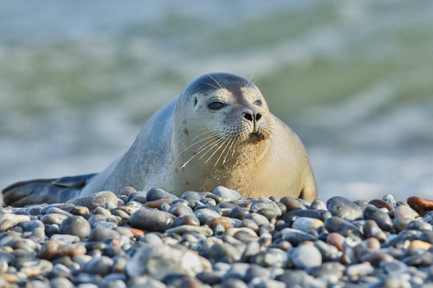 cute seal on the beach  - Photo, Image