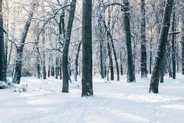 Inverno freddo nella bellissima foresta di neve
. - Foto, immagini