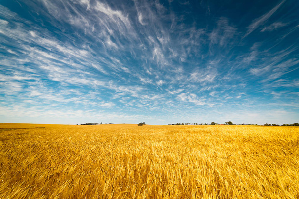 Поле золотої пшениці
 - Фото, зображення