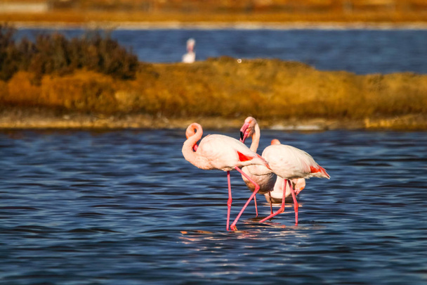 Zoete landschap van Flamingo's in zonsondergang in natuurreservaat genaamd "Marismas del Odiel" in Huelva, Andalusie, Spanje. Dit natuurreservaat is een beperkt aantal plaatsen waar Flamingo's in Europa reproduceren - Foto, afbeelding