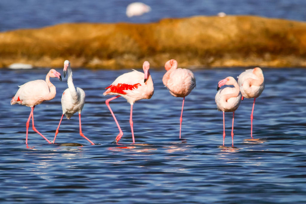 Flamingolar günbatımı doğal rezerv içinde tatlı peyzaj Huelva, Endülüs, İspanya "Marismas del Odiel" adında. Bu doğal rezerv nerede flamingolar Avrupa'da yeniden sınırlı yerlerden biri - Fotoğraf, Görsel