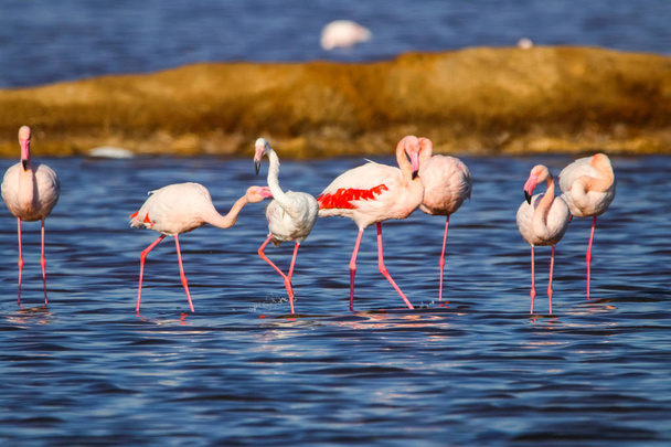 süße Landschaft von Flamingos im Sonnenuntergang im Naturschutzgebiet "Marismas del odiel" in Huelva, Andalusien, Spanien. Dieses Naturschutzgebiet ist einer der wenigen Orte, an denen sich Flamingos in Europa vermehren - Foto, Bild