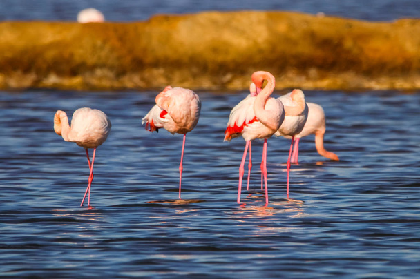 Sweet landscape of flamingos in sunset in natural reserve named "Marismas del Odiel" in Huelva, Andalusia, Spain. This natural reserve is one of limited places where flamingos reproduce in Europe - Photo, Image
