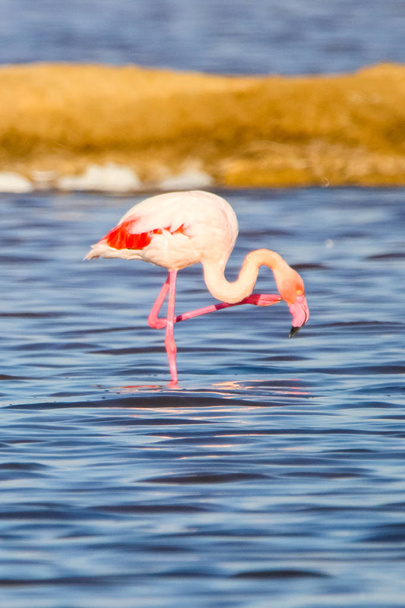 Makea maisema flamingot auringonlaskussa luonnonsuojelualueella nimeltään "Marismas del Odiel" Huelva, Andalusia, Espanja. Tämä luonnonsuojelualue on yksi rajoitetuista paikoista, joissa flamingot lisääntyvät Euroopassa
 - Valokuva, kuva