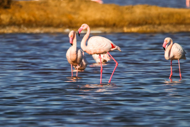 Słodki krajobraz flamingów w zachód słońca w rezerwat przyrody o nazwie "Marismas del Odiel" w Huelva, Andaluzja, Południowa Hiszpania. Ten rezerwat przyrody jest jednym z ograniczoną liczbą miejsc, gdzie flamingi rozmnażać się w Europie - Zdjęcie, obraz