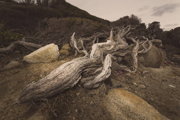 Dead wood at Torndirrup National Park - Foto, immagini