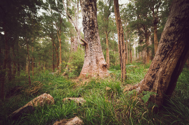Mystical forest landscape - Фото, зображення