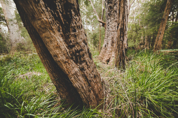 Mystical forest landscape - Valokuva, kuva