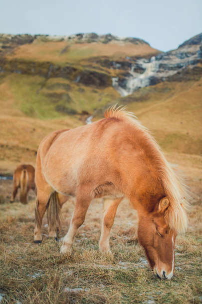 Paarden op een boerderij is Soulth IJsland   - Foto, afbeelding