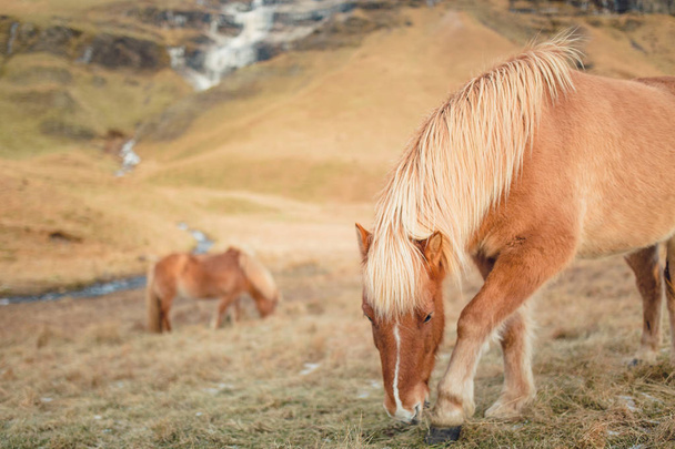 Horses on a farm is Soulth Iceland   - Фото, зображення