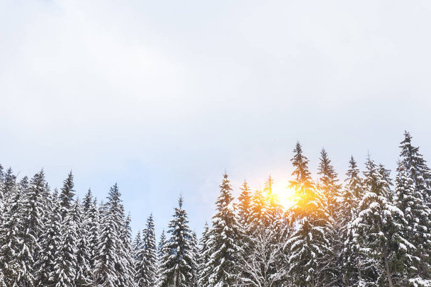 Winter snow covered fir trees on mountainside blue sky - Foto, Imagen