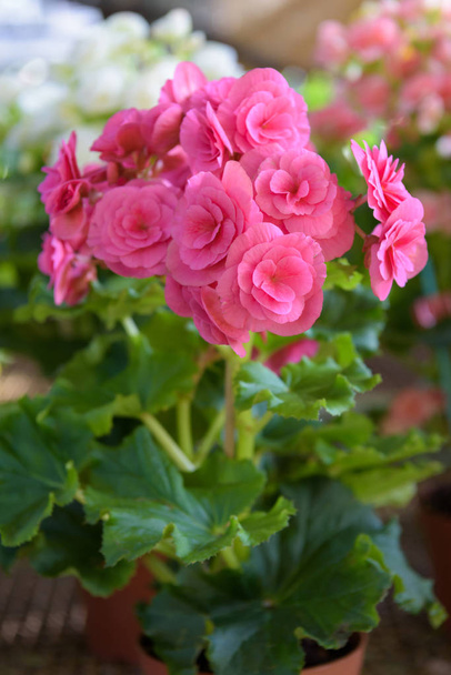 красивые многочисленные яркие цветы розовых туберозных byclamen в г
 - Фото, изображение