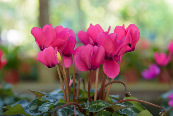belles nombreuses fleurs lumineuses de byclamen tubéreux roses en g
 - Photo, image