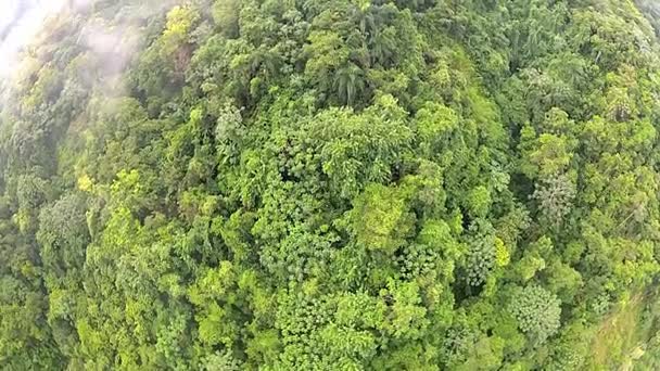 Luchtfoto naar het tropische bos in Puerto Plata, Dominicaanse Republiek. - Video