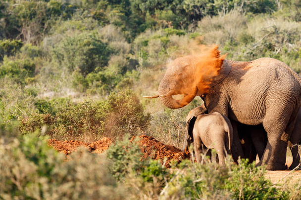 Bush Elefante gettando sabbia sulla schiena
 - Foto, immagini