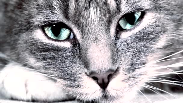 close-up van een kat - Video