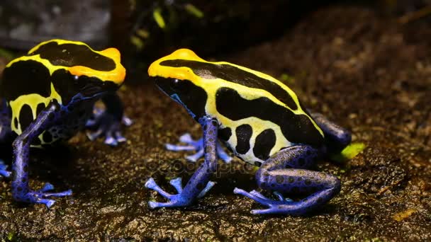 青と黄色の毒矢カエル カップル - 映像、動画