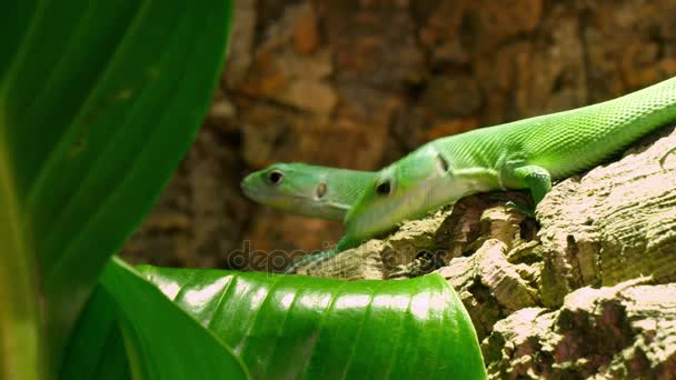 Green Lactide Lizards Gastropholis Prasina Couple - Footage, Video