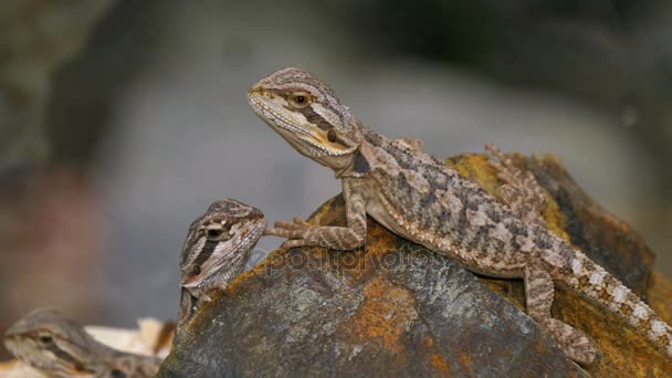 Pogona Couple de reptiles
 - Séquence, vidéo