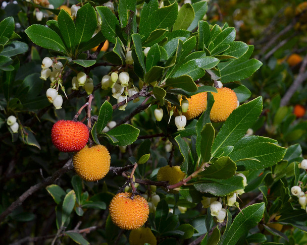 Arbutus unedo (corbezzolo) frutti, foglie e fiori
 - Foto, immagini