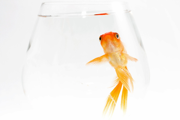 Gold fish. Isolation on the white - Foto, immagini
