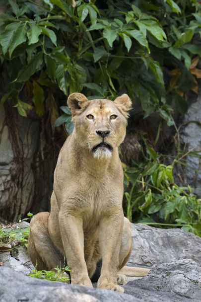Image of a female lion on nature background. - Photo, Image