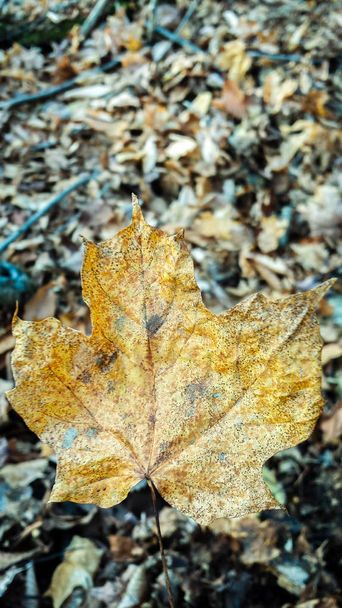 Uma folha seca da queda
 - Foto, Imagem