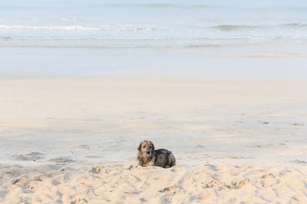 Little Dog On the beach - Foto, afbeelding