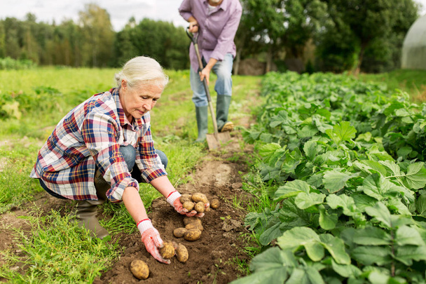 senior couple planting potatoes at garden or farm - Фото, изображение