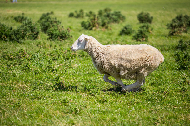 Овцы с зеленой травой в Новой Зеландии
 - Фото, изображение