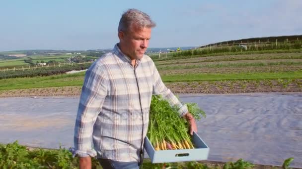 Zemědělec sklízení organické mrkve  - Záběry, video