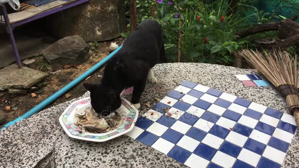 Fekete macska eszik az élelmiszer az asztalra - Felvétel, videó