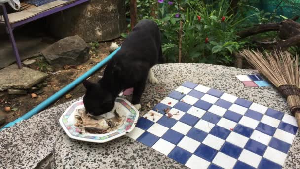 Musta kissa syö ruokaa pöydällä
 - Materiaali, video
